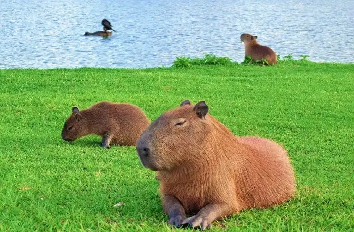 成都熊猫基地离海洋馆有多远_海洋公园熊猫馆_