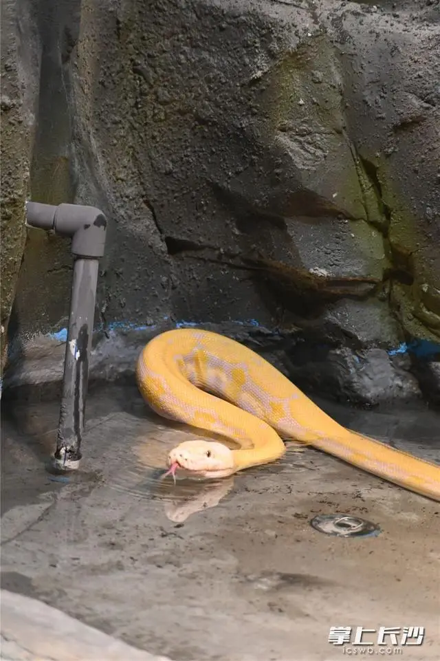 长沙生态动物园爬行馆焕新开放