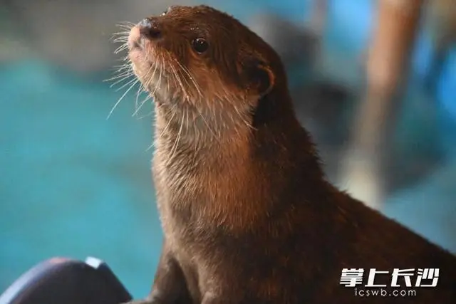 长沙晓园公园崇贤馆__南京新生态有机生活馆