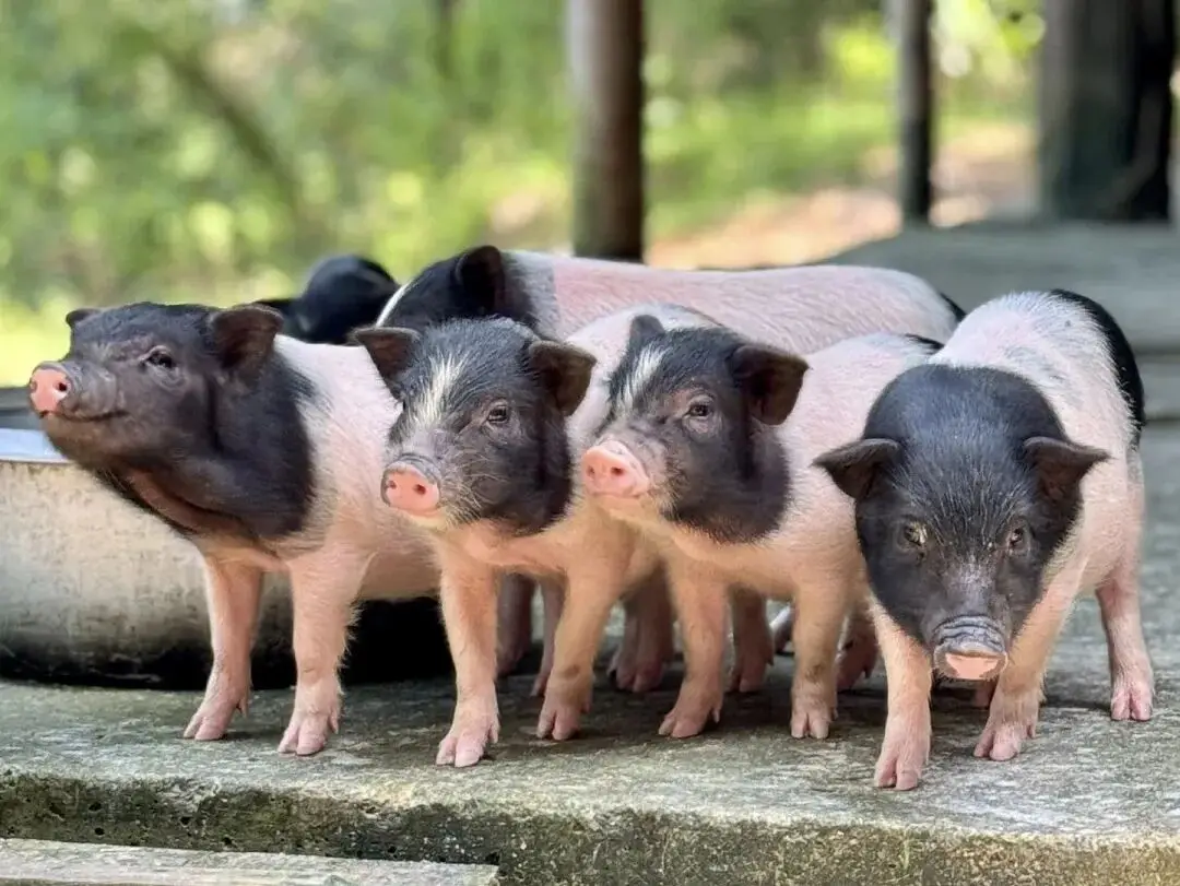 海州休闲农庄怎么样__海州民俗
