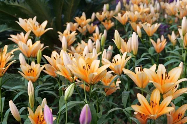 马年新春畅玩!五大景区年味盛宴已就位,速来解锁~_马年新春畅玩!五大景区年味盛宴已就位,速来解锁~_