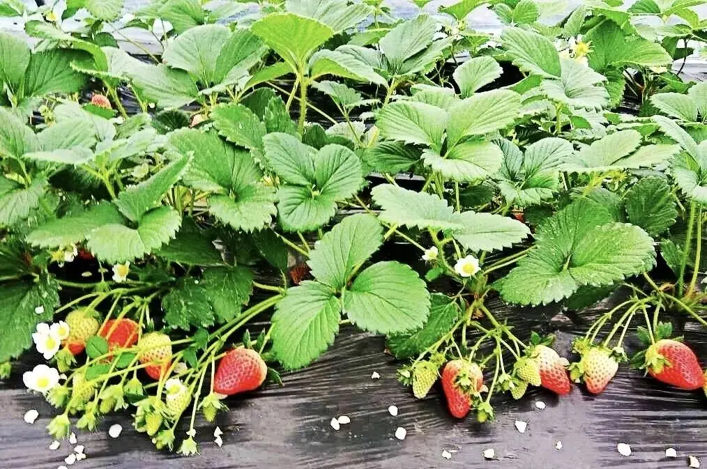 海州民俗_海州休闲农庄怎么样_