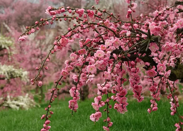 春节期间，贵州梅园全程对外开放
