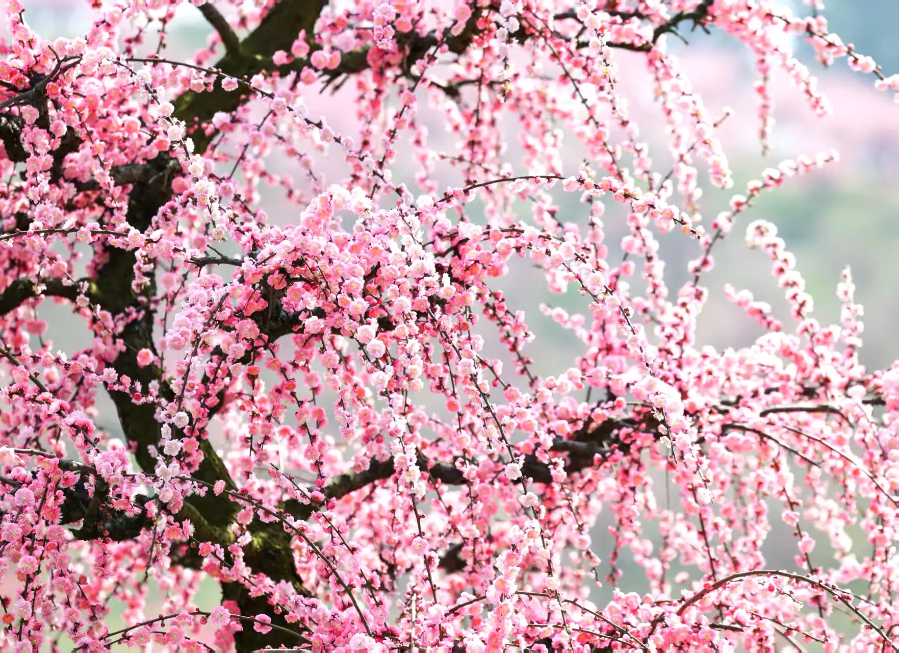 南沙滨海公园开放期间_开放包括对外对内的_