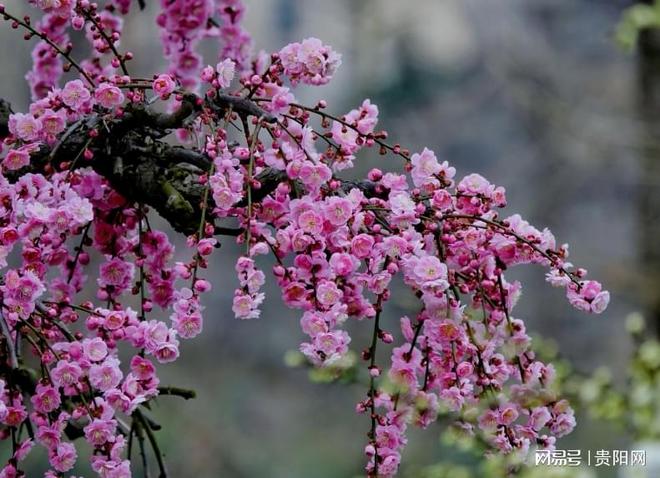 _长春东北虎园过年期间开放吗_玉佛寺改造期间开放吗