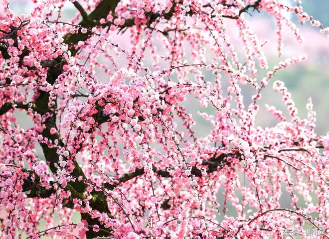 玉佛寺改造期间开放吗_长春东北虎园过年期间开放吗_