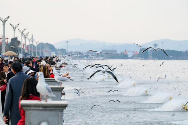哇鸥！在昆明别错过！