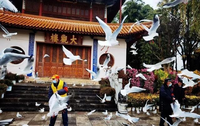 昆明的海鸥懵了_昆明的海鸥还在吗_