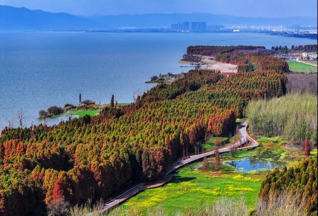 _昆明的海鸥懵了_昆明的海鸥还在吗
