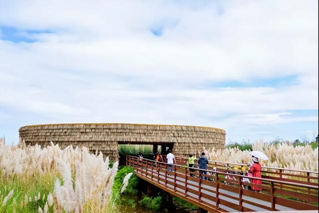 昆明的海鸥还在吗__昆明的海鸥懵了