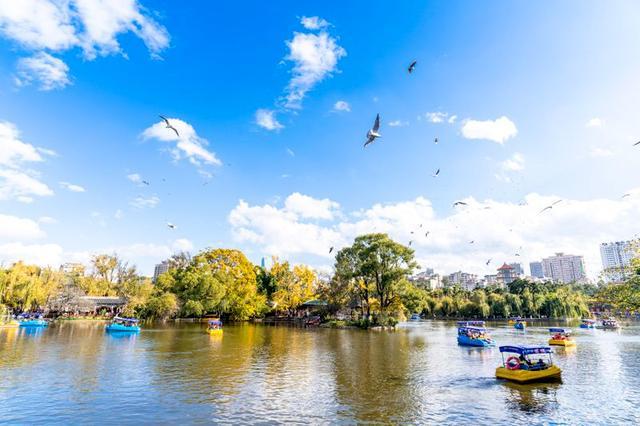 _昆明的海鸥懵了_昆明的海鸥还在吗