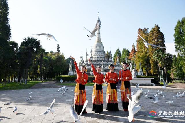 _昆明的海鸥还在吗_昆明的海鸥懵了