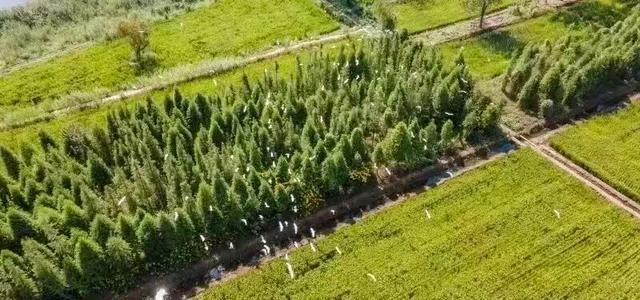 昆明的海鸥懵了_昆明的海鸥还在吗_