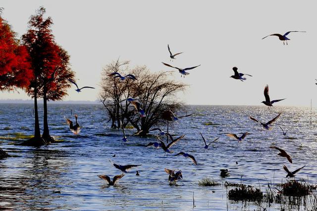 昆明的海鸥懵了_昆明的海鸥还在吗_