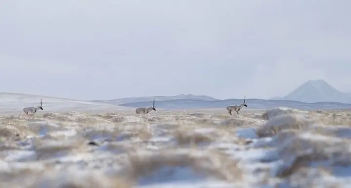 愿你把心留__愿你把心留mv