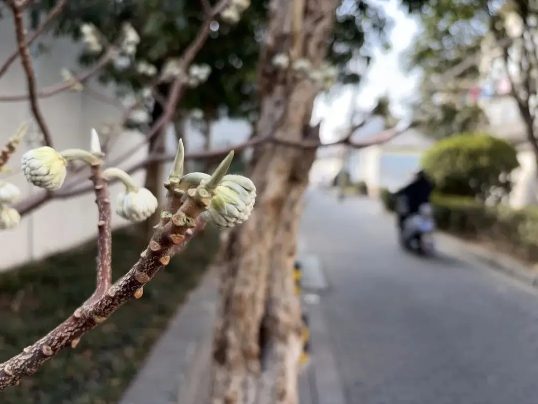 马迹寻青绿 | 第三站:马大箓巷_马迹寻青绿 | 第三站:马大箓巷_