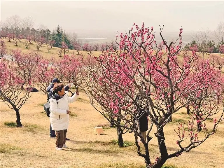 西安：梅开春意闹 文旅添活力