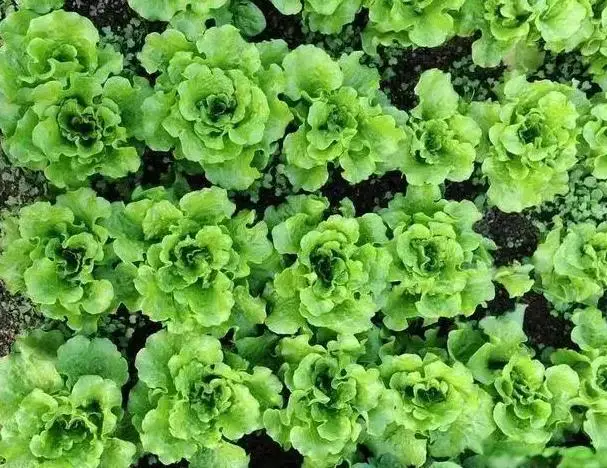 西安有正宗的翰城美食吗__休闲糕点