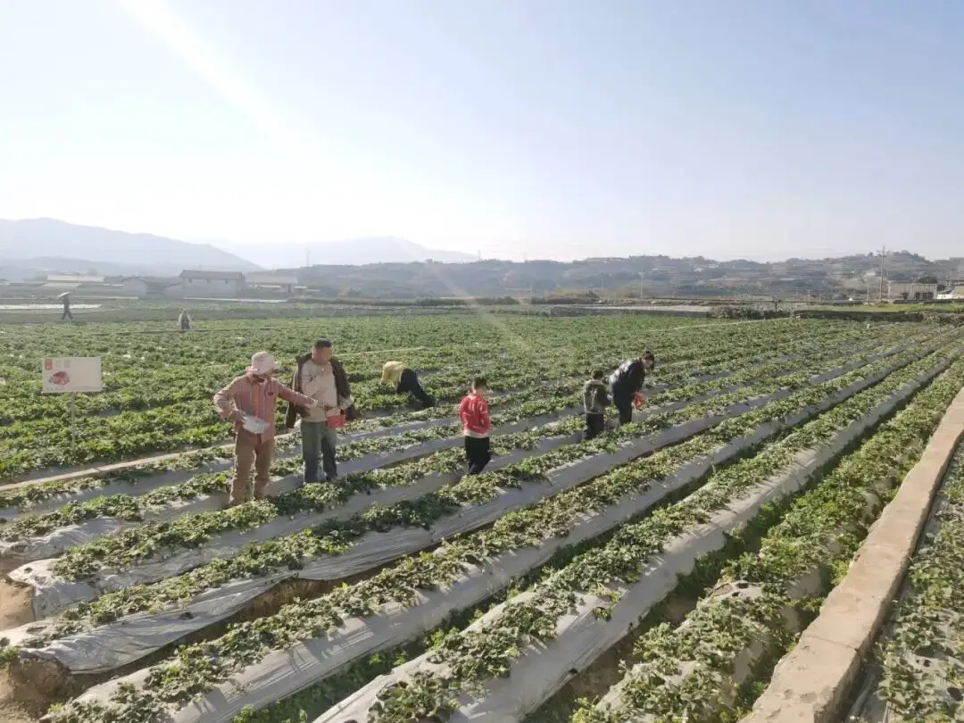 自己做的韩式泡菜可以放多久_上犹县沐足_