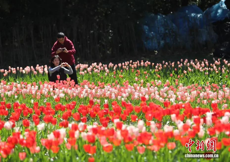 _云南永仁方山百花争艳游人如织_云南永仁方山百花争艳游人如织