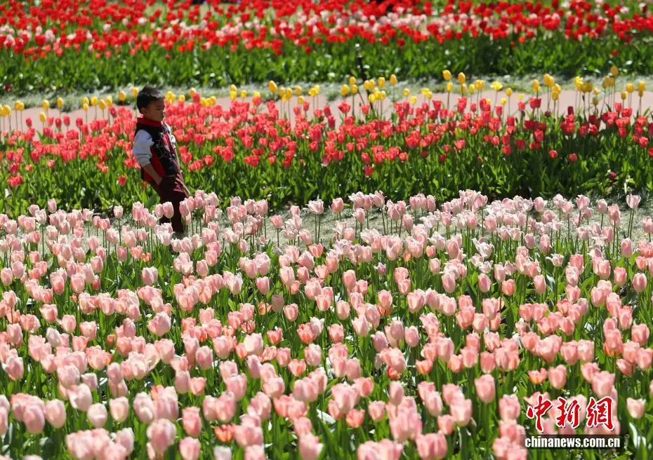 云南永仁方山百花争艳游人如织_云南永仁方山百花争艳游人如织_