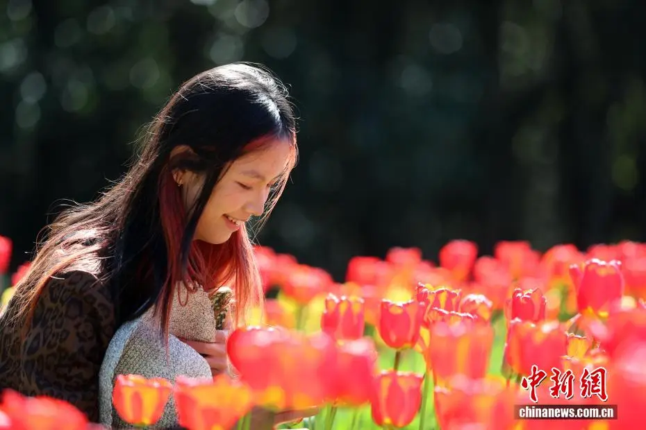 云南永仁方山百花争艳游人如织__云南永仁方山百花争艳游人如织