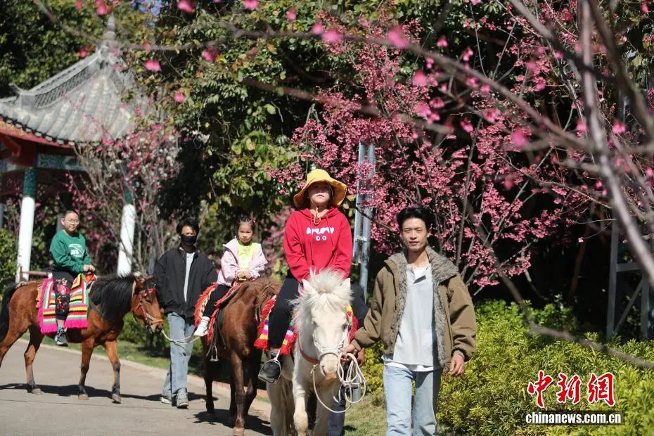云南永仁方山百花争艳游人如织__云南永仁方山百花争艳游人如织