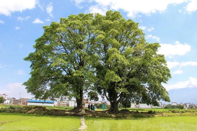 _大理能遇到真爱吗_赴大理，认真爱