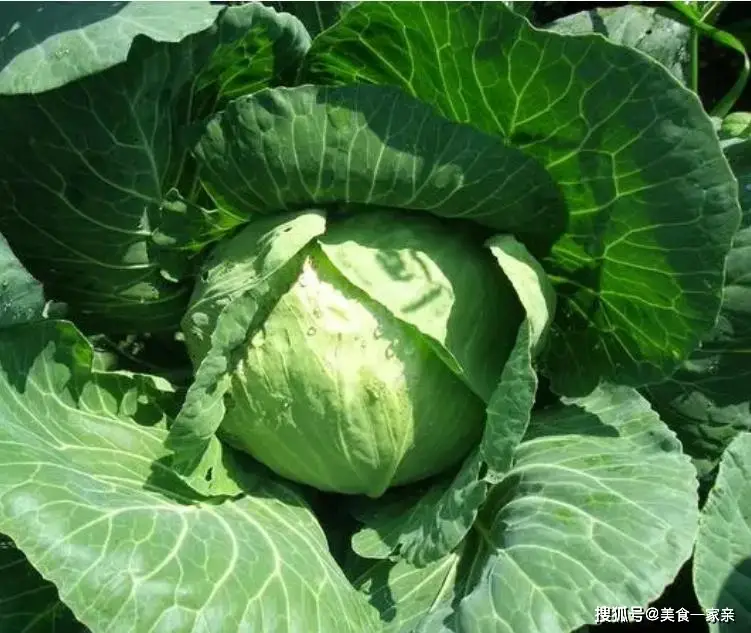 迪士尼火鸡腿_奥尔良鸡腿包子_