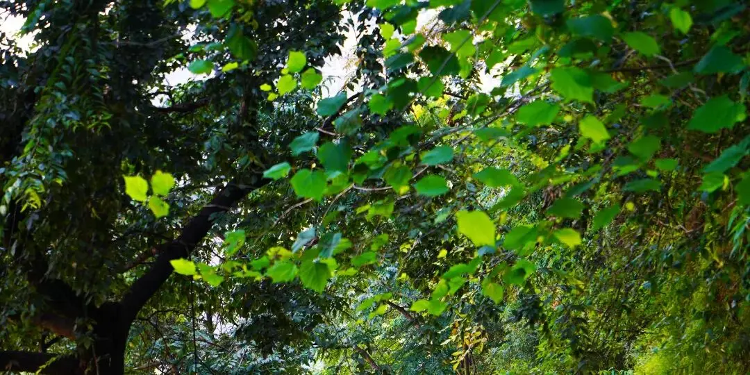 抓住假期的尾巴的说说_假期的尾巴还是要抓一下_