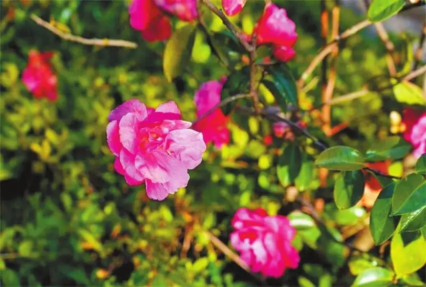 百年山茶竞相开 赏花徒步庆佳节