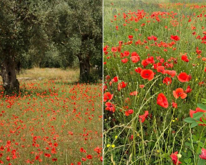谷爱凌重伤后摘银,31岁水管工首登冬奥,她们穿的也很精彩!_谷爱凌重伤后摘银,31岁水管工首登冬奥,她们穿的也很精彩!_