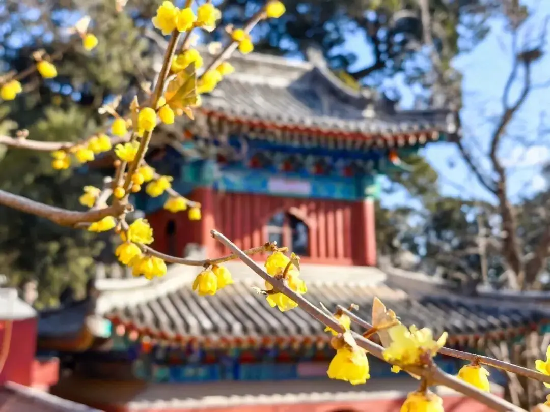 北京香山的蜡梅，开啦！最佳观赏期至——