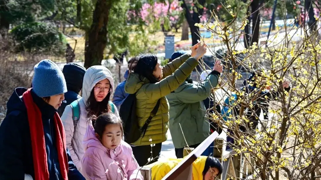 _香山腊梅谷几月去好_香山腊梅什么时候开