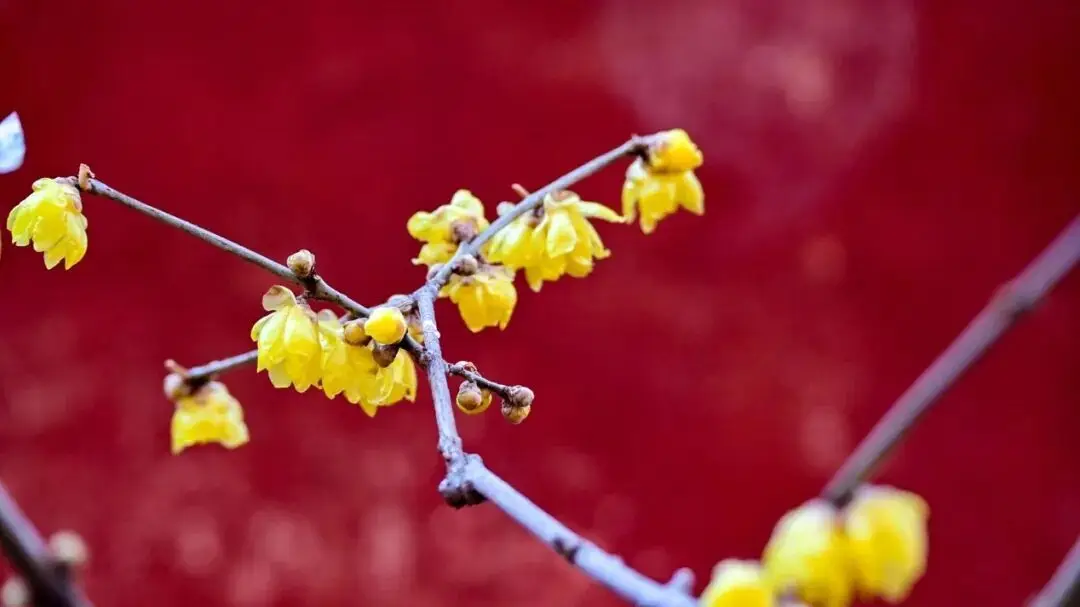 香山腊梅什么时候开__香山腊梅谷几月去好