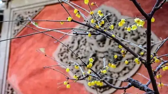 香山腊梅什么时候开_香山腊梅谷几月去好_