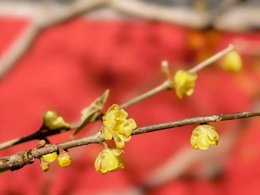 香山腊梅什么时候开__香山腊梅谷几月去好