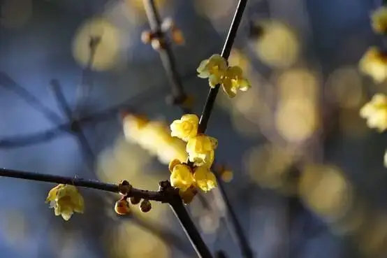 香山腊梅谷几月去好_香山腊梅什么时候开_