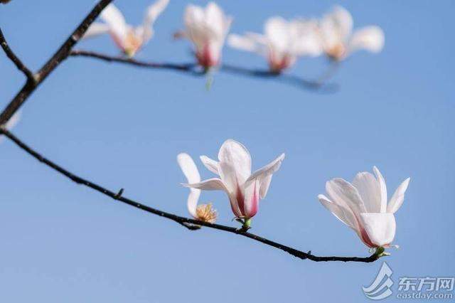 _绽放的玉兰组合_玉兰花绽放春满园