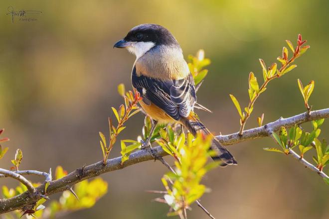 在沙溪古镇邂逅两只伯劳,观鸟赏景,沉浸式感受黑潓江边的慢生活