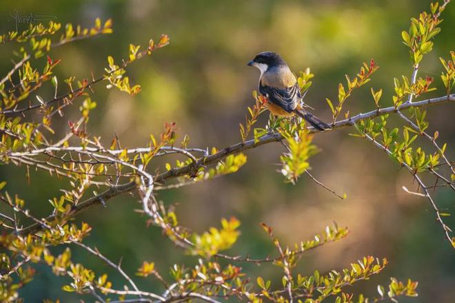 古镇江边风景速写__古镇很美