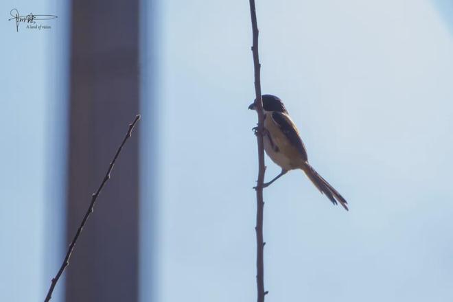 _古镇很美_古镇江边风景速写