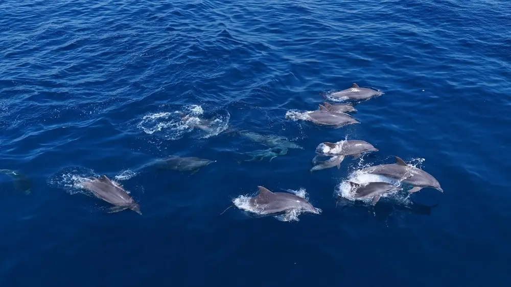 三亚蜈支洲海域再迎野生海豚群“打卡”