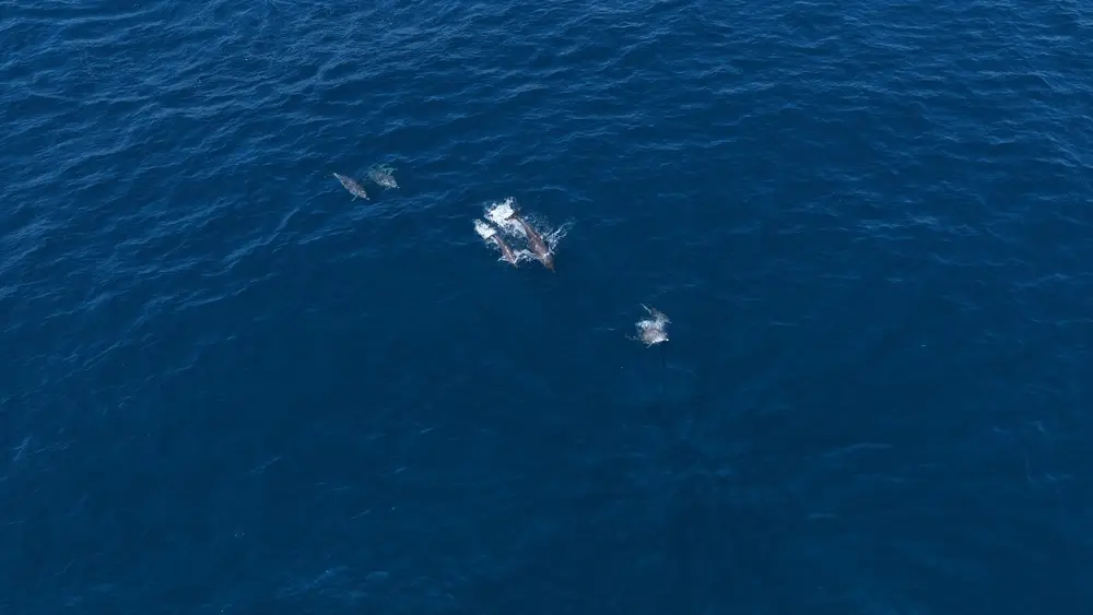 三亚海里有海豚吗__海南三亚有白海豚吗