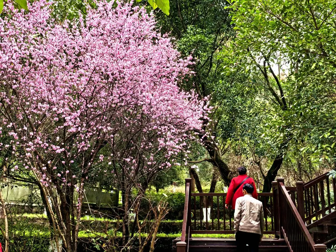 单日超30万人次参与!“元九登高”为啥这么火?_单日超30万人次参与!“元九登高”为啥这么火?_