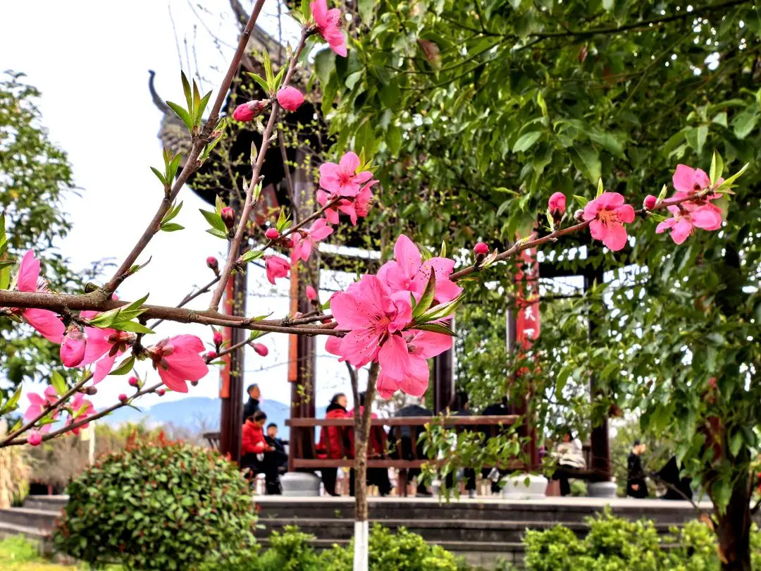 _单日超30万人次参与!“元九登高”为啥这么火?_单日超30万人次参与!“元九登高”为啥这么火?