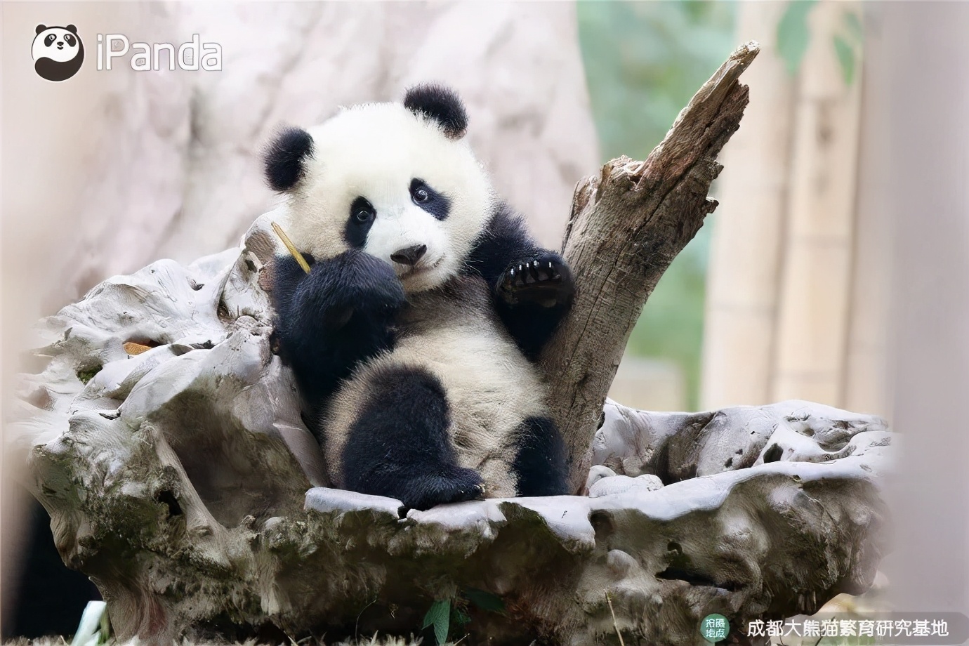 学榜样争先锋心得体会__后座可以放平能躺人的汽车