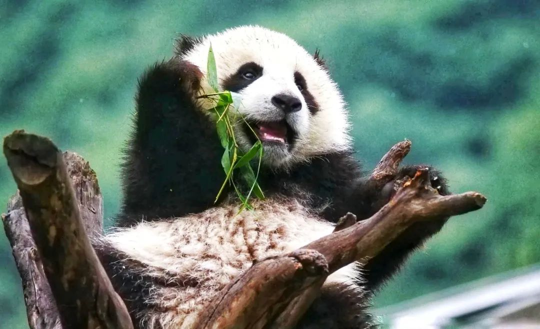 学榜样争先锋心得体会_后座可以放平能躺人的汽车_