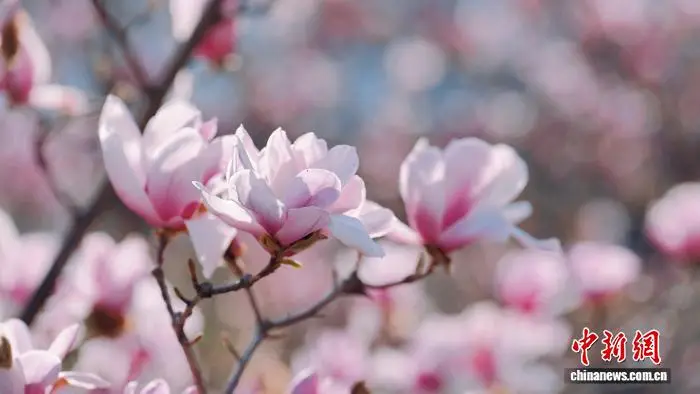甘肃武都：春日赏花正当时__甘肃武都：春日赏花正当时