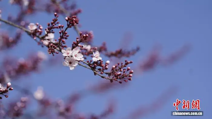_甘肃武都：春日赏花正当时_甘肃武都：春日赏花正当时